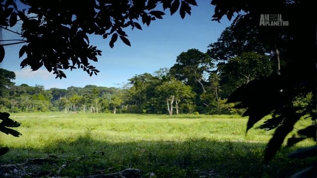 В дебрях Африки 10 серия «Конго — Неукротимое сердце» (документальный сериал, 2010)