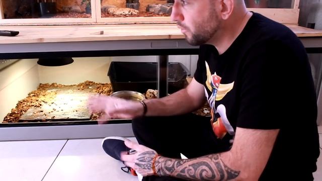 SALVATOR MERIANAE / TEJU comment l'installer ? смотреть онлайн