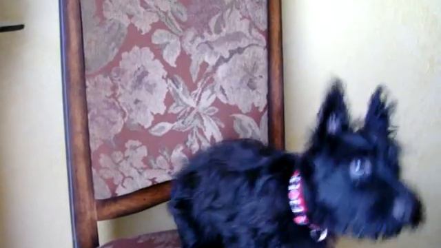 Mojo sitting up posing смотреть онлайн