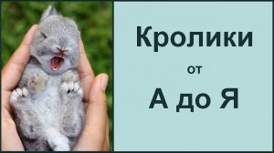 Размножение,  содержание и уход за кроликами. Мои советы начинающим @Мои Ушастики