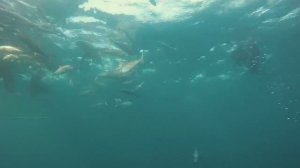 ВЛОГ. Один день в городе Дурбан, ЮАР. Плаванье с бычьими акулами