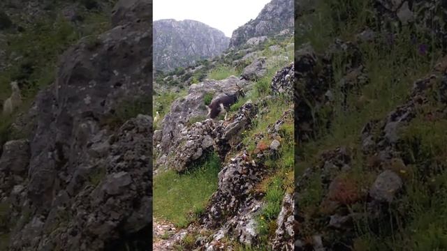 Montenegro. Kotor. Fortress of St. John.Котор. Крепость Святого Иоанна.