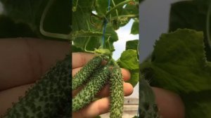 cucumber sv3506 F1, огурец св3506цв, #sv3506cv, #св3506цв #3506