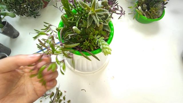 Комнатные цветы в марте/ Повседневные заботы/ Формирую суккулентные садики ? смотреть онлайн
