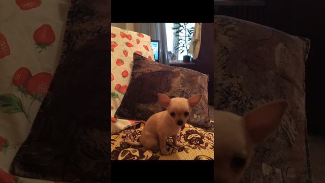 Собаки и щенки Чихуахуа купить мини щеночка. 8-917-528-07-28 смотреть онлайн