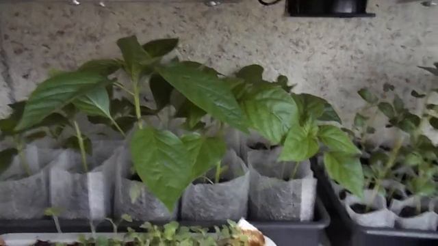 Тестирование самодельных фитоламп на рассаде перца (продолжение) смотреть онлайн