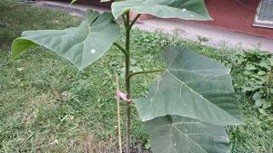 ПАВЛОВНИЯ. Обзор за второй год Шан-Тонг, Z-07, Томентоса