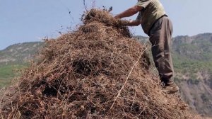 Как выживают в горах Чечни. Аргунское ущелье. Заготовка сена.  (SUBS)