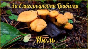 На разведку за благородными Грибами / Снова Лисички, пошли Летние Опята, полно Сыроежек