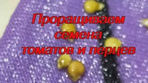 Проращиваем семена томатов и перцев.mp4