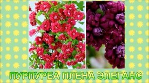 МАХРОВЫЕ СОРТА КЛЕМАТИСОВ