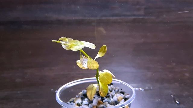 ЛЮДВИГИЯ МАРИЛИЯ (Ludwigia Marilia )