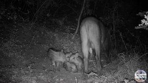 Семья кабанов ужинают на камеру