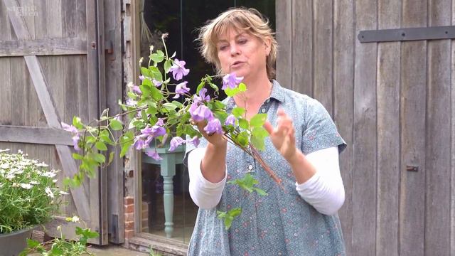 Sarah's favourite clematis varieties for July смотреть онлайн