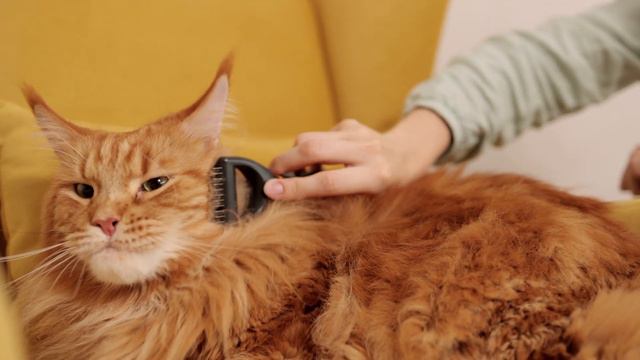Big cat - Maine coon! #cat #cats #mainecoon  #relax #purr #purring #viralcats #sleepmusic #bigcat