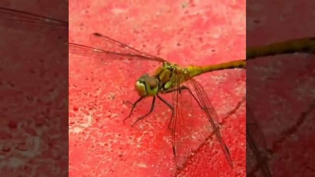 "Айгөлек" бөбекжай- бақшасы. Касаткина Ольга смотреть онлайн