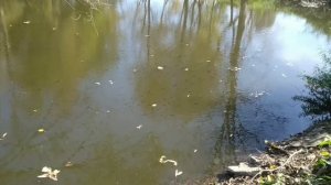 Pond stocking. Можно ли поймать малька карася на сачек. Попробовал поймать карася на сачек.