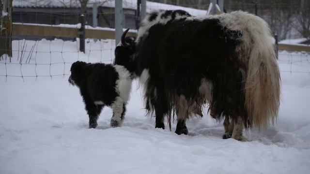 В Центре воспроизводства появился на свет малыш домашнего яка смотреть онлайн