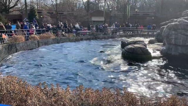Кормление морских Львов в Prospect Park Zoo. смотреть онлайн