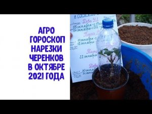 Агророгоскоп нарезки и укоренения черенков в октябре 2021 года Плюс способ укоренения осенью 2021