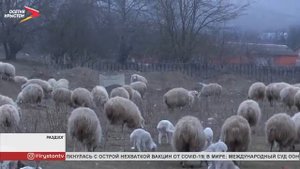 Тушинскую породу овец начали разводить в селении Раздзог