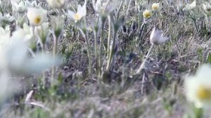 Весна в Сибири  Красота Сибирской природы