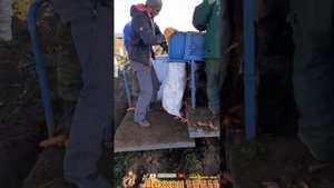 уборка морковь ?волгоград #подпишись_ дехкон