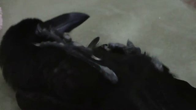 Ворон Космос дурачится на спине смотреть онлайн