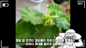 (제라늄#20)_🌷제라늄, 프리티패티코트 2탄! 명품 조날제라늄(Pelargonium) 🌱 (펠라고늄,  Pelargonium) Geranium, 유럽제라늄