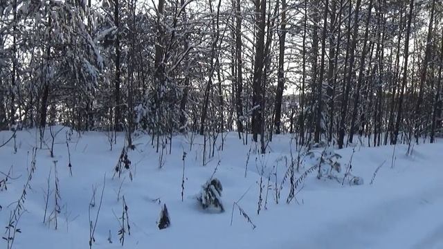 Февраль в лесу.