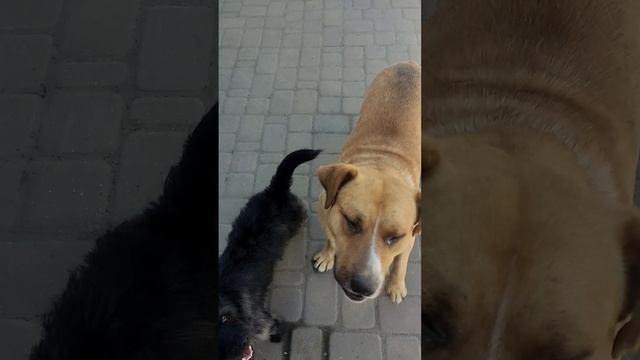 Правильно сказано! ?????#животные #собаки