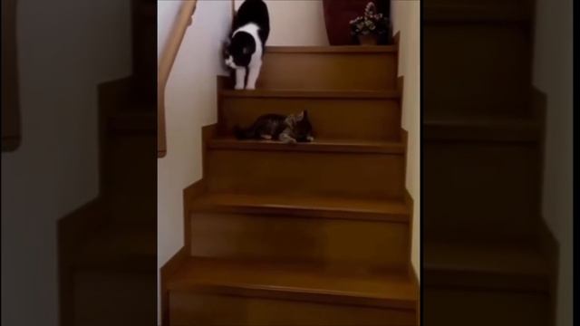 Funny animals 2024❗🐱 СМЕШНЫЕ ЖИВОТНЫЕ 2024❗🐱#shortsvideo #animals #cat #dog #funny #funnyvideo #fun