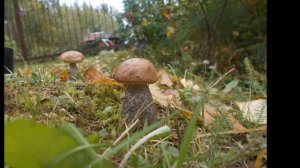 Как растёт гриб.