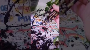 Диффенбахия Компакта