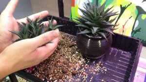 Суккуленты. Хавортия Лимифолия (Haworthia Limifolia).