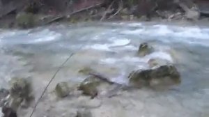 Витютень или вяхирь дикий лесной голубь Крым Мисхорская гавань