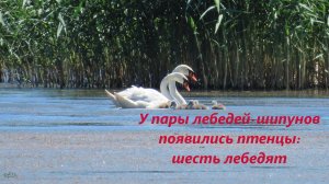 У пары лебедей-шипунов появились птенцы 25.05.24, Ростовская область, северо-запад