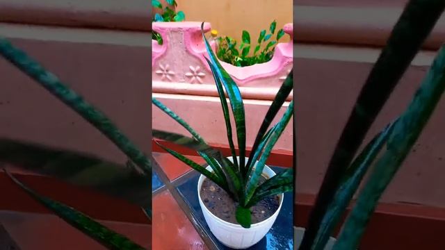 Snake plant | Sansevieria Zeylanica plant | Indoor Plant | White pot | House decoration ideas