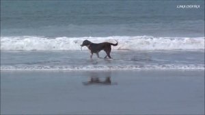 Приколы с животными.  Смешные собаки. Собаки на рыбалке. Dogs on fishing (Mandrem, Goa)