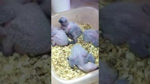 кормление птенцов жако