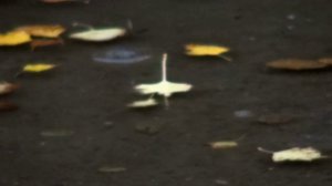 Божественная мелодия - *♫*♥* ВАЛЬС ДОЖДЯ *♫*♥*