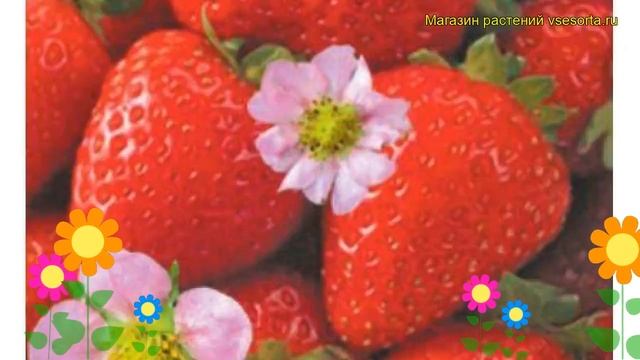 Земляника садовая Уралочка. Краткий обзор, описание характеристик fragaria ananassa Uralochka смотреть онлайн