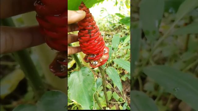 bunga jahe dan lempuyang