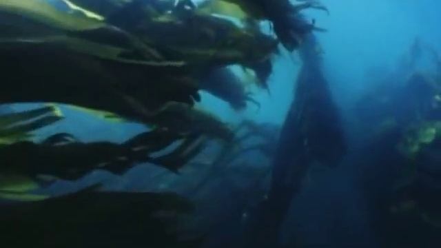 морская водоросль ламинария смотреть онлайн