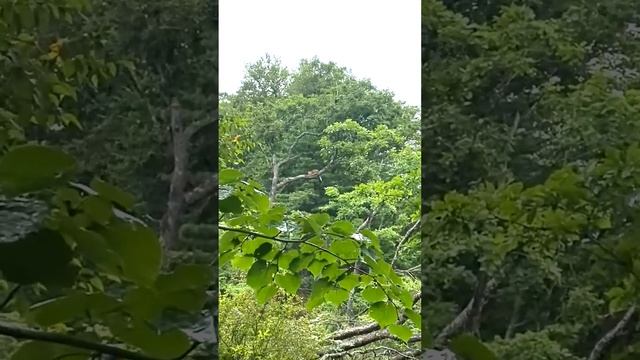 Приморские тропики: на видео попал лежащий на ветке дальневосточный леопард смотреть онлайн