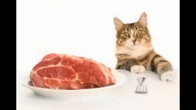 лучший корм для котят премиум класса