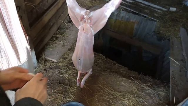 Снимаем шкуру с кролика - пошагово.