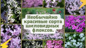 Необычайно красивые сорта шиловидных флоксов.??