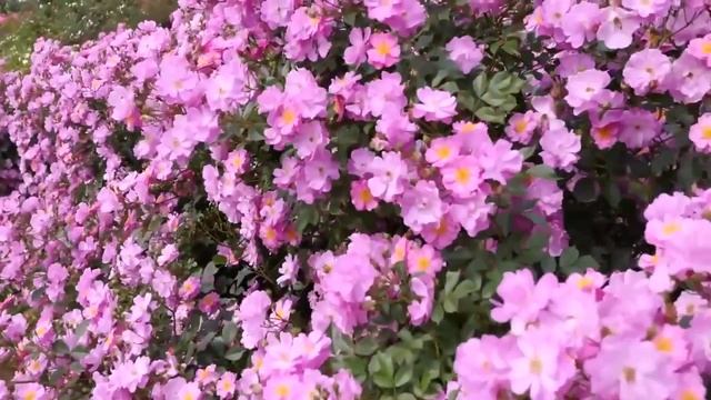 Красота Мира Природы (Цветы)