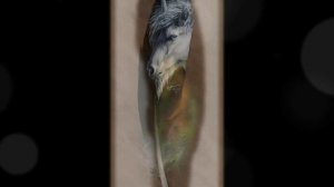 Картины на перьях